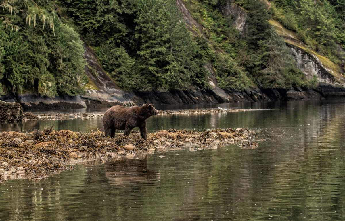 Commercial Bear-viewing Strategy - govTogetherBC