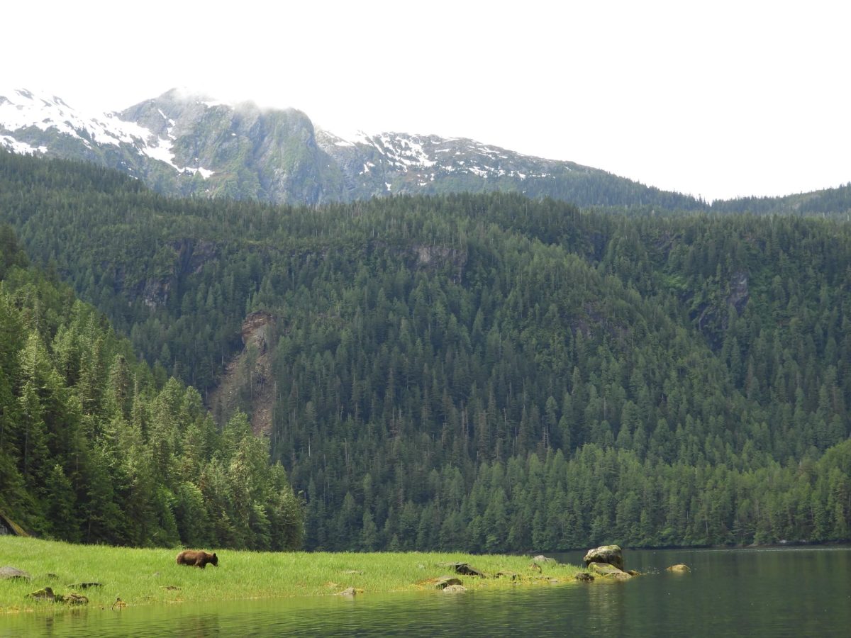 Grizzly Bear Stewardship Framework - GovTogetherBC