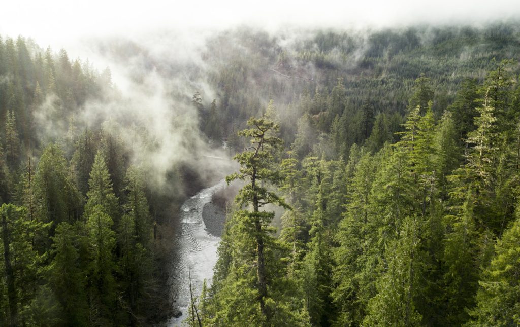 Photo from the air of Clayoquot Forest Stream