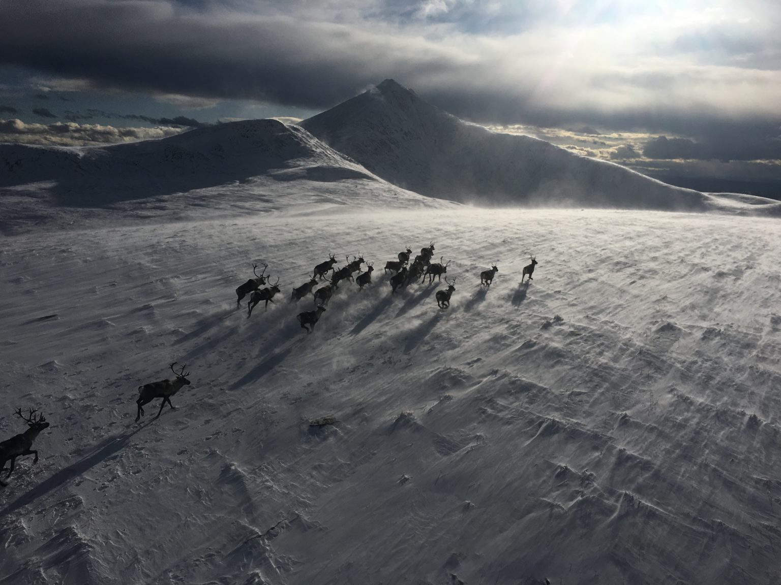 Caribou Recovery – Government of British Columbia