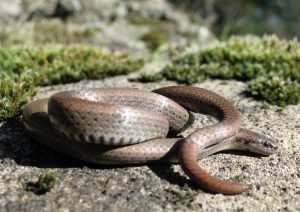 A brown and grey snake coiled up on a rock.