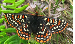 An orange, white, black and dark orange adult butterfly