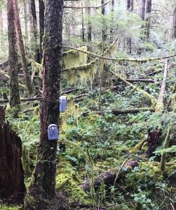 Time-lapse camera monitors mounted on trees in the forest. 
