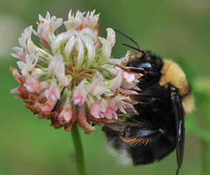 A queen western bumble bee on a clover.