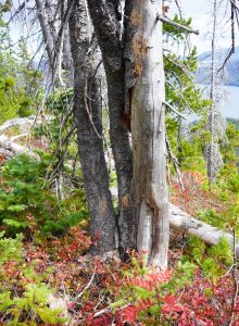 A fire-scarred white bark pine tree in the forest. 