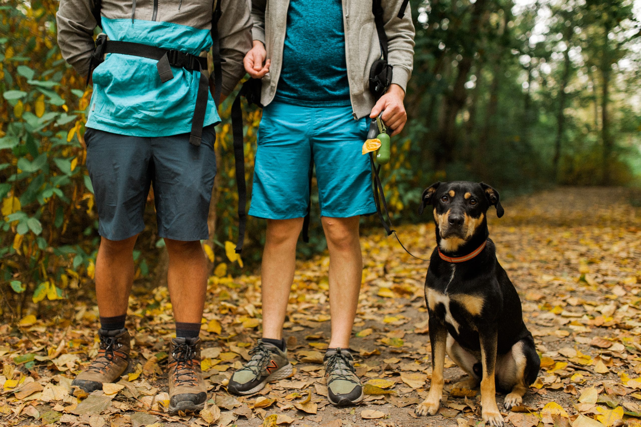 A dog sits on his hind legs beside a couple on a leaf covered trail in a park.